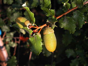 Vivers Càrex - Quercus faginea 